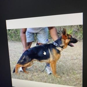 Meet your Posher, Rodney